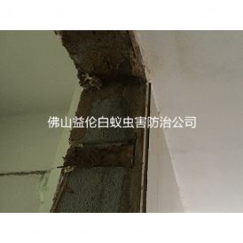 和顺白蚁防治新房屋门框蚁害